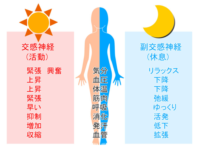 自律神経の比較